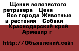 Щенки золотистого ретривера › Цена ­ 15 000 - Все города Животные и растения » Собаки   . Краснодарский край,Армавир г.